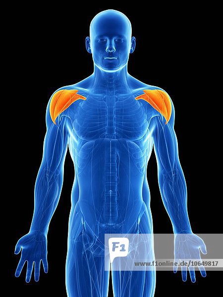Human shoulder muscles artwork