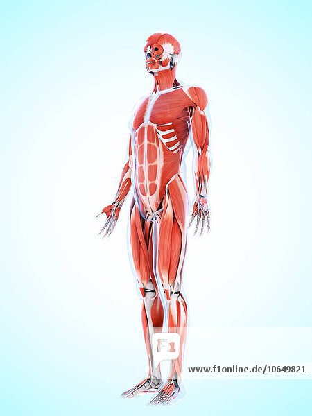 Human muscular system  artwork
