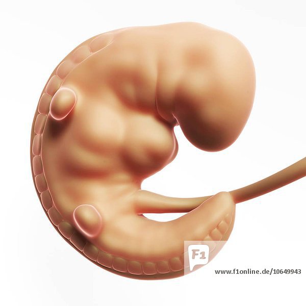Human fetal development  artwork