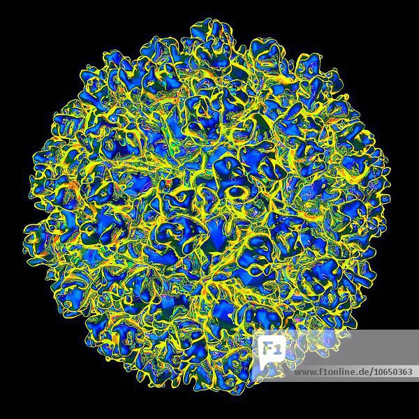 Hepatitis E virus  computer artwork.