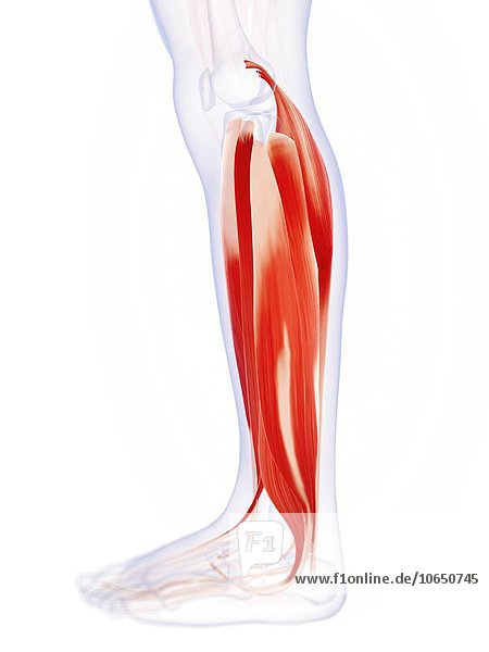 Human calf muscles artwork