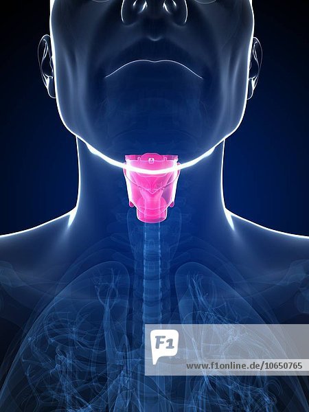 Human larynx  artwork