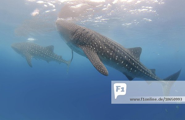 Whale Shark  also Basking Shark (Rhincodon typus)  Bohol Sea  Oslob  Cebu  Philippines  Asia