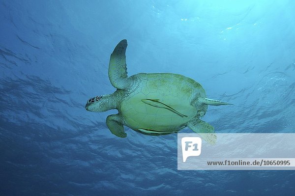 Grüne Meeresschildkröte  auch Suppenschildkröte (Chelonia mydas)  Mindanaosee  auch Boholsee  Philippinen  Asien