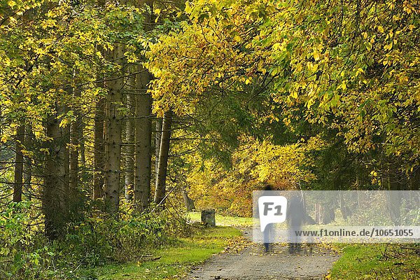 Zwei Personen mit Hund gehen auf Waldweg im Herbst  Harz  Sachsen-Anhalt  Deutschland  Europa