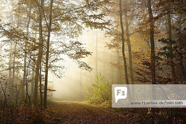 Waldweg durch Laubwald im Herbst  Morgennebel  Sonnenstrahlen  Ziegelrodaer Forst  Sachsen-Anhalt  Deutschland  Europa