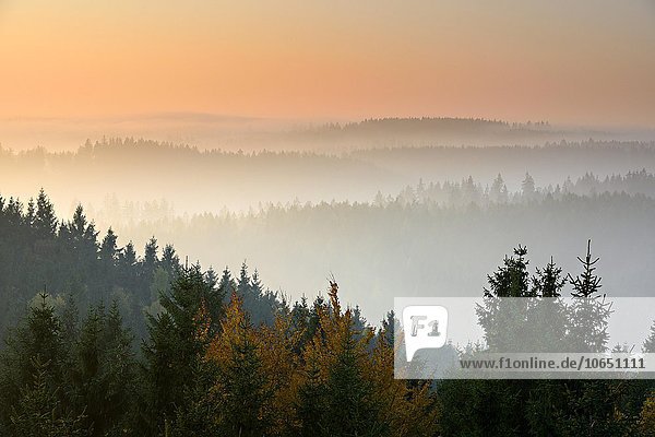 Fichtenwälder (Picea sp.) im Harz bei Sonnenaufgang  Morgennebel  bei Wernigerode  Sachsen-Anhalt  Deutschland  Europa