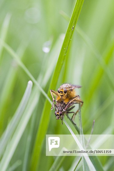 Gelbe Dungfliege (Scathophaga stercoraria)  Paarung  England  Großbritannien  Europa