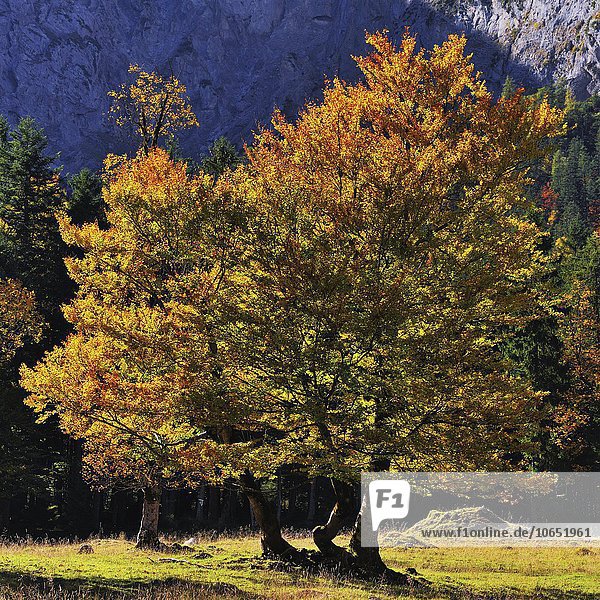 Buche (Fagus sp.)  Baum am Großen Ahornboden  im Herbst  Rißtal  Karwendelgebirge  Alpen  Hinterriß  Tirol  Österreich  Europa