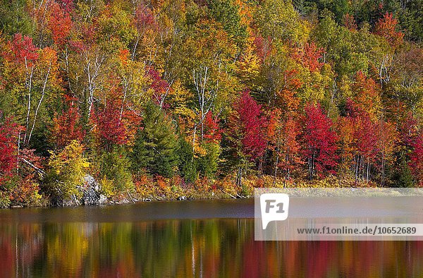 Kleiner See  Herbstfarben  Eastern Townships  West Bolton  Quebec  Kanada  Nordamerika