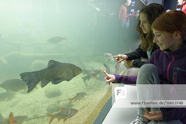 Mädchen vor einem Aquarium mit Fischen im Müritzeum  Waren an der Müritz  Mecklenburger Seenplatte  Mecklenburg-Vorpommern  Deutschland  Europa