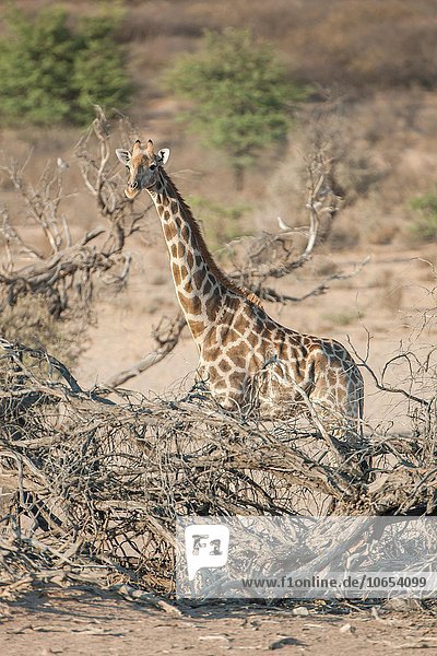 Giraffe (Giraffa camelopardalis)  Kgalagadi-Transfrontier-Nationalpark  Northern Cape  Südafrika