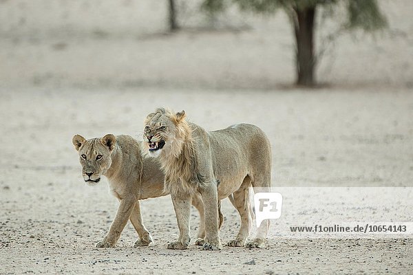 Löwen (Panthera leo) Tierpaar Kgalagadi-Transfrontier-Nationalpark Nordkap Südafrika