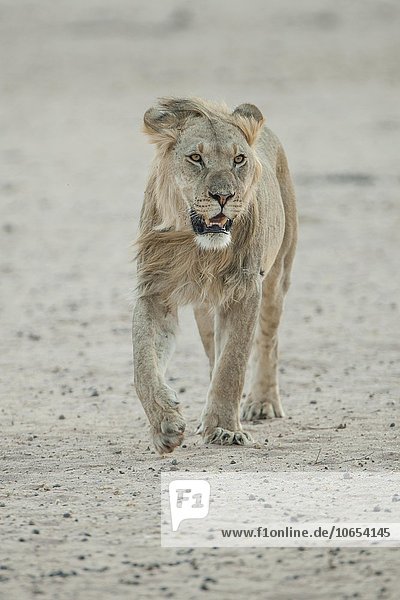 Junger Löwe (Panthera leo) Männchen geht Kgalagadi-Transfrontier-Nationalpark Nordkap Südafrika