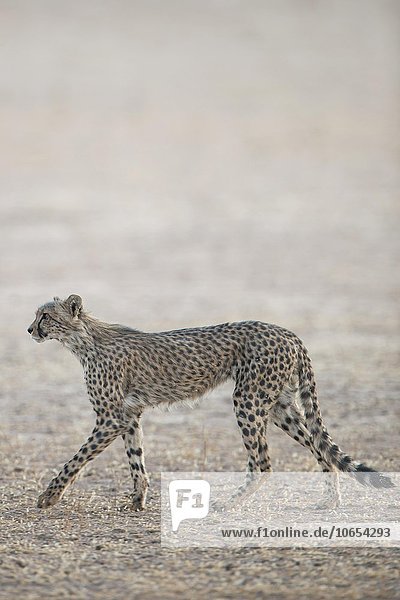 Gepard (Acinonyx jubatus) geht Kgalagadi-Transfrontier-Nationalpark Nordkap Provinz Südafrika