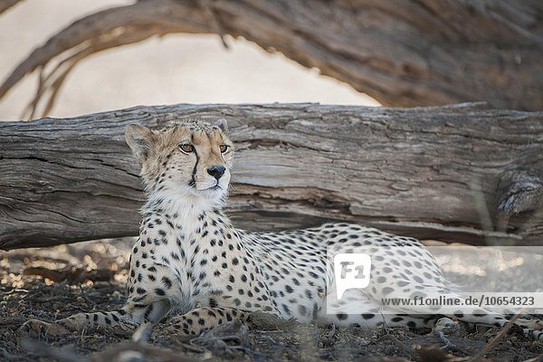 Gepard (Acinonyx jubatus) ruht im Schatten von einem Baum Kgalagadi-Transfrontier-Nationalpark Nordkap Provinz Südafrika