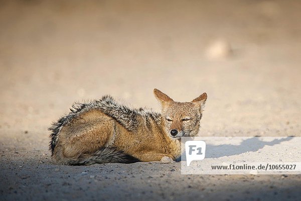 Black-backed jackal (Canis mesomelas) resting on the ground Kgalagadi Transfrontier National Park Northern Cape Province South Africa Africa