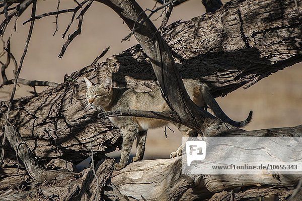Afrikanische Wildkatze (Felis lybica)  Muttertier  Kgalagadi Transfrontier Park  Nordkap Provinz  Südafrika