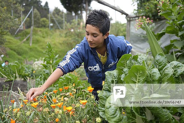 Teenager working in an herb garden  a social project in Bogota  Colombia  South America