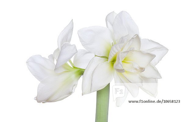 Amaryllis (Hippeastrum sp.)  white flowers