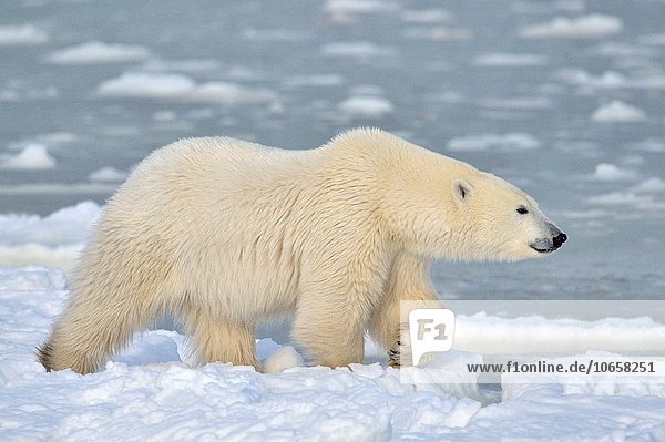 Eisbär Ursus maritimus gehen Eis Eisscholle Kanada Hudson Bay Manitoba Schnee