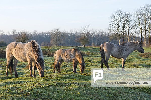 Tarpane (Equus ferus ferus)  Rückzüchtung  Wacholderhain Haselünne  Emsland  Niedersachsen  Deutschland  Europa