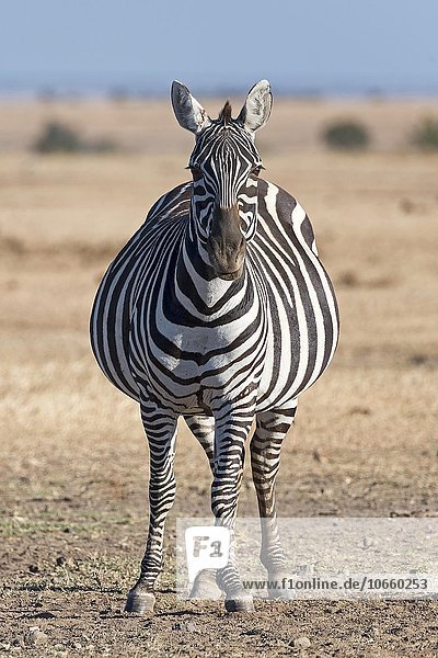 Steppenzebra (Equus quagga)  trächtige Stute  Ol Pejeta Reservat  Kenia  Ostafrika  Afrika