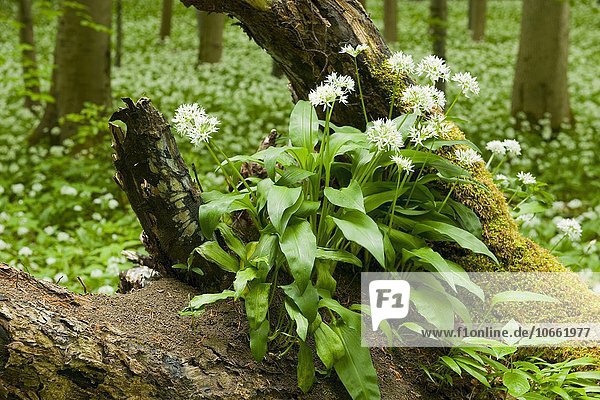 Wild garlic (Allium ursinum)  flowering on the roots of a dead tree  Hainich National Park  Thuringia  Germany  Europe