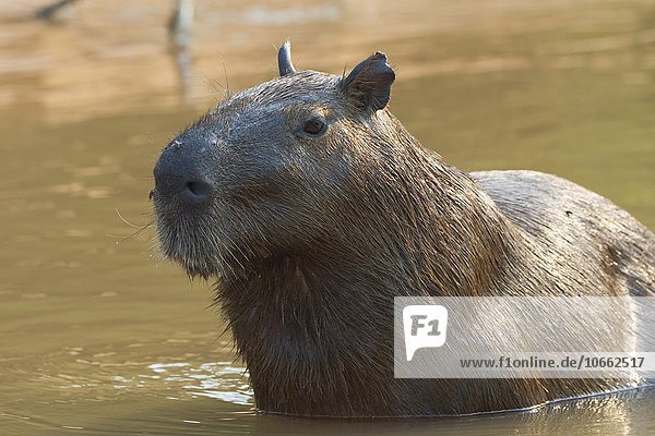 Capybara (Hydrochaeris hydrochaeris) in the water  Pantanal  Mato Grosso  Brazil  South America