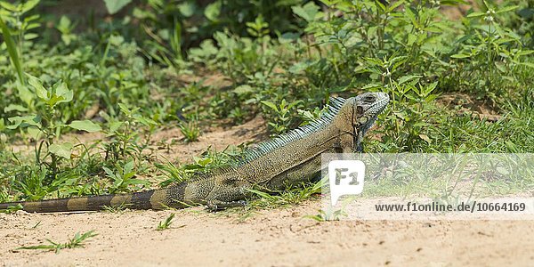 Grüner Leguan (Iguana iguana)  Pantanal  Brasilien  Südamerika