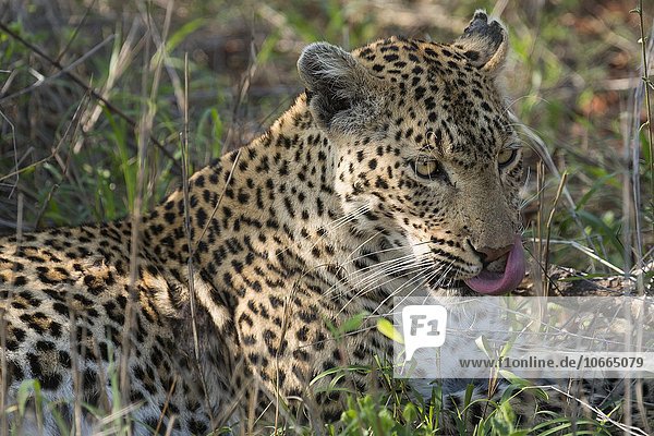 Leopard (Panthera pardus) Weibchen Tierportrait liegt im Gras Sabi Sands Wildschutzgebiet Mpumalanga Südafrika