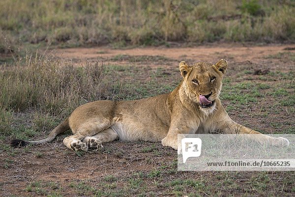 Lioness (Panthera leo) Sabi Sands Game Reserve Sabi Sabi Bush Lodge South Africa Africa