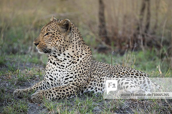 Leopard (Panthera pardus) Männchen  Sabie Sands Wildreservat  Sabi Sabi Bush Lodge  Republik Südafrika  RSA  Afrika