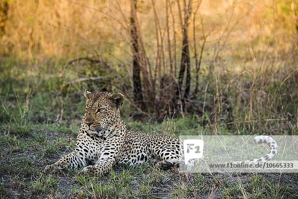 Leopard (Panthera pardus) Männchen Sabie Sands Wildreservat Sabi Sabi Bush Lodge Republik Südafrika RSA Afrika