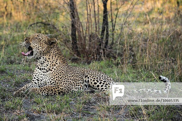 Leopard (Panthera pardus) Männchen Sabie Sands Wildreservat Sabi Sabi Bush Lodge Republik Südafrika RSA Afrika