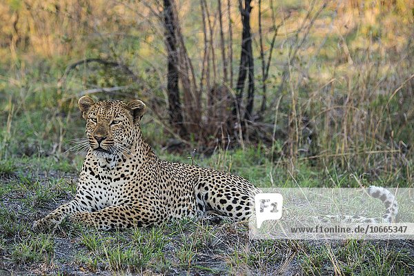 Leopard (Panthera pardus) Männchen Sabie Sands Wildreservat Sabi Sabi Bush Lodge Republik Südafrika RSA Afrika