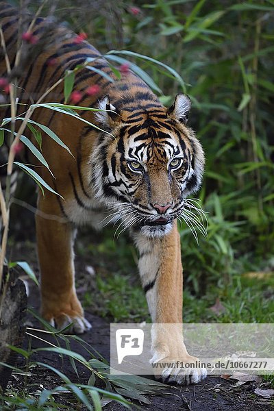 Sumatra-Tiger (Panthera tigris sumatrae)  Vorkommen Indonesien  captive  Deutschland  Europa