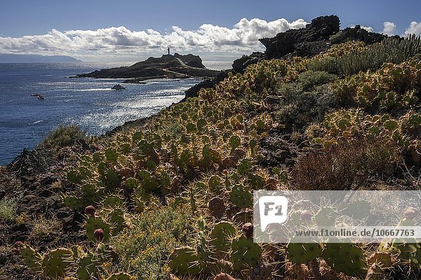 Opuntien (Opuntia dillenii) Punta de Teno Teneriffa Kanarische Inseln Spanien Europa