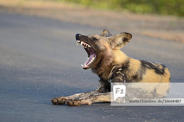 Afrikanischer Wildhund (Lycaon pictus)  auf einer Straße liegend  gähnend  Krüger-Nationalpark  Südafrika