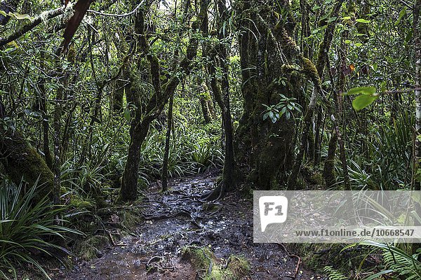 Wanderweg  tropischer Regenwald  Forêt de Bélouve  Urwald  La Réunion  Frankreich  Europa