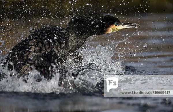 Great Cormorant (Phalacrocorax carbo) starting in the water  Baden-Württemberg  Germany  Europe