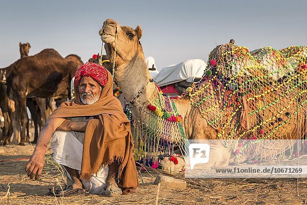 Ein Kameltreiber sitzt vor seinen Kamelen  Pushkar  Rajasthan  Indien  Asien