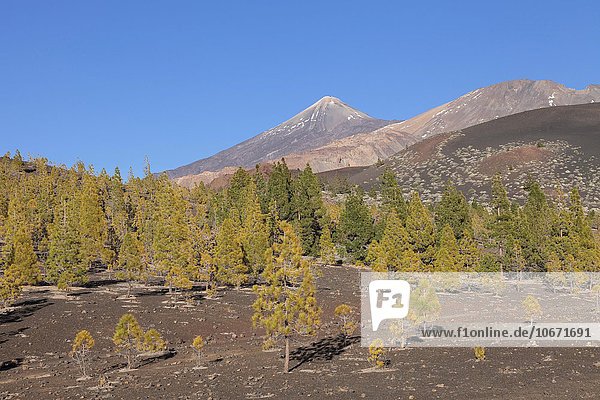Pico del Teide und Pico Viejo  Teide-Nationalpark  UNESCO Weltnaturerbe  Teneriffa  Kanarische Inseln  Spanien  Europa