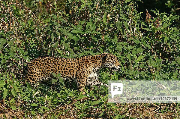 Jaguar (Panthera onca) streift am Ufer entlang  Pantanal  Mato Grosso  Brasilien  Südamerika