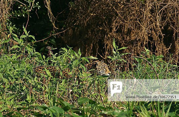 Jaguar (Panthera onca) streift getarnt am Ufer entlang Pantanal Mato Grosso Brasilien Südamerika