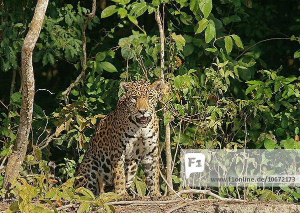 Jaguar (Panthera onca) sitzt am Ufer  Pantanal  Mato Grosso  Brasilien  Südamerika