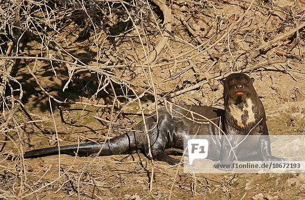 Riesenotter (Pteronura brasiliensis)  Pantanal  Mato Grosso  Braslien