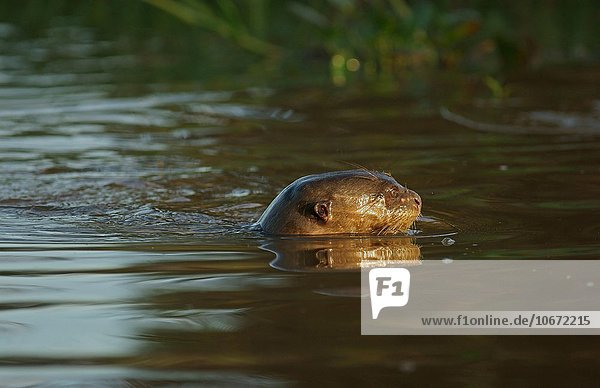Riesenotter (Pteronura brasiliensis) schwimmt im Wasser  Pantanal  Mato Grosso  Braslien