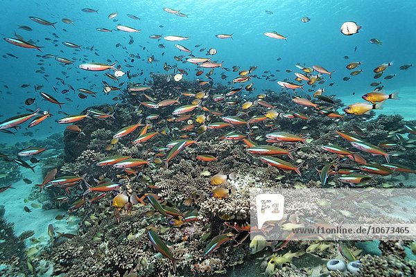 Schwarm  Fischschwarm  Neon Füsilier (Pterocaesio tile)  schwimmt über Korallenriff  Saparua Insel  Molukken  Banda See  Pazifik  Indonesien  Asien