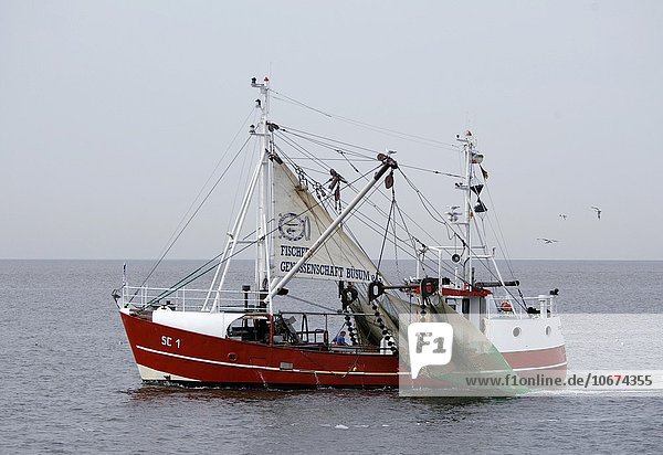 Krabbenkutter  Fischkutter in der Meldorfer Bucht vor Büsum  Fischerei  Wattenmeer  Nordsee  Schleswig-Holstein  Deutschland  Europa